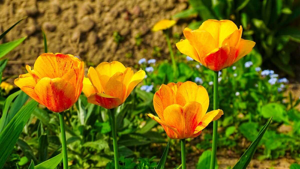 Городские цветы - Милешкин Владимир Алексеевич Городские цветы - Милешкин Владимир Алексеевич