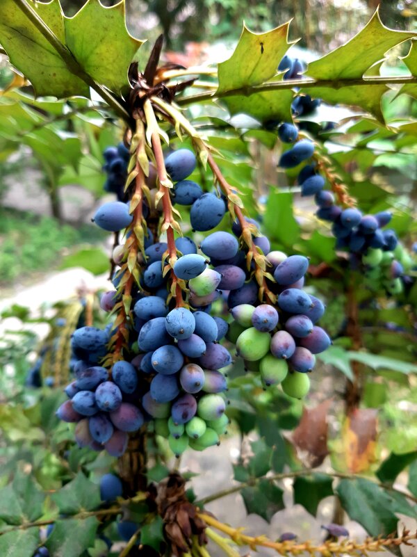 МАГОНИЯ - Tata Wolf МАГОНИЯ - Tata Wolf