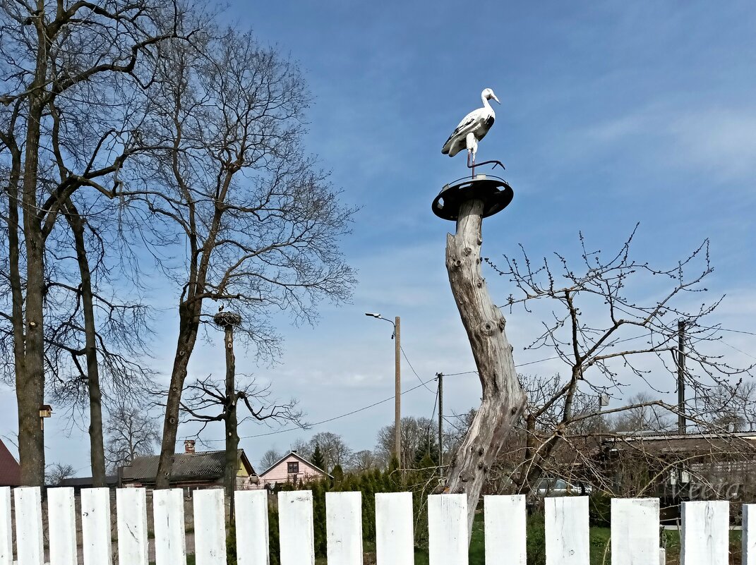 Белые аисты - Veera V