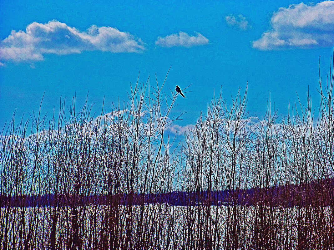 Май...Сорока и река! - Владимир Май...Сорока и река! - Владимир