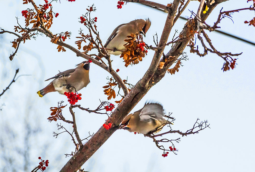 Свиристель - SanSan 