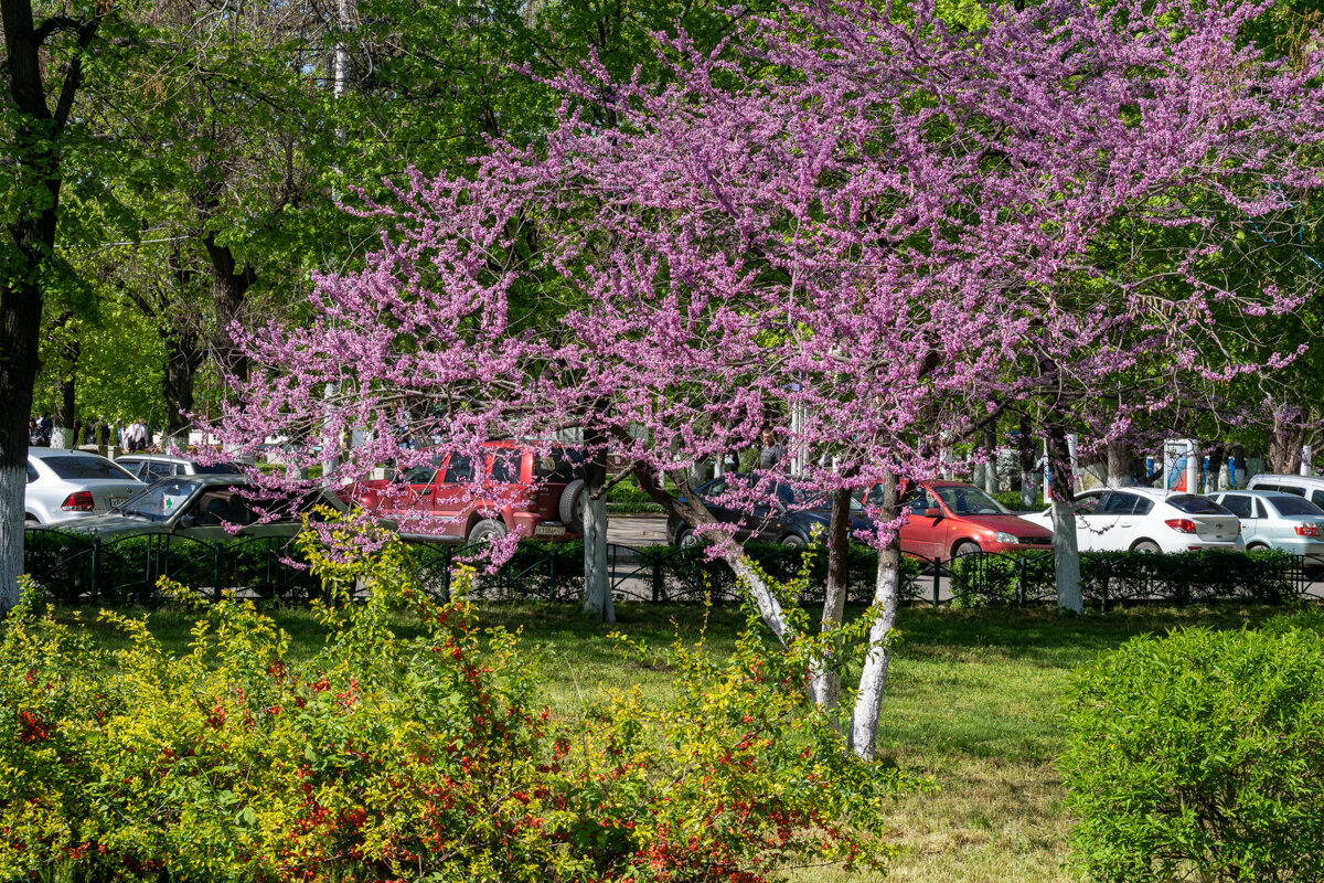 Багряник - Игорь Сикорский