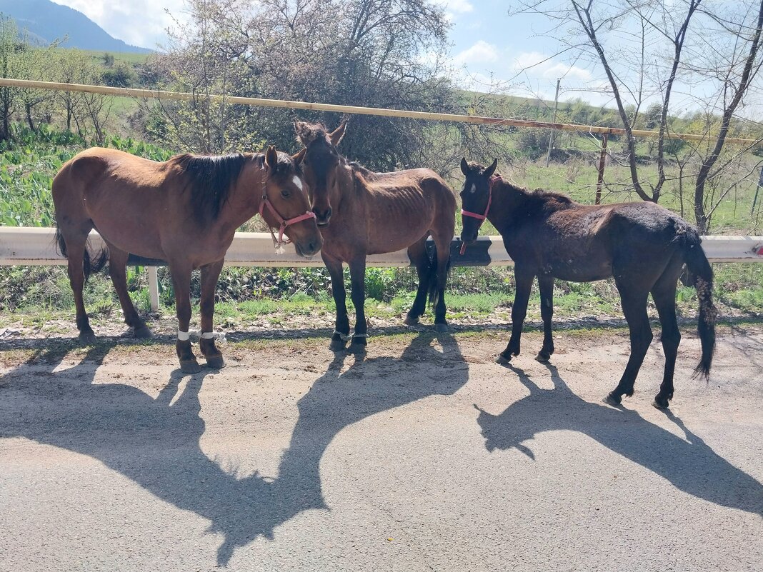 Talgar. - Murat Bukaev 