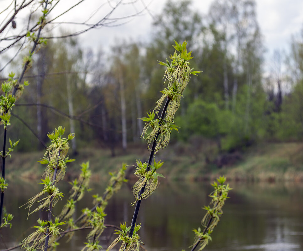 Начало цветения - Сергей Цветков Начало цветения - Сергей Цветков