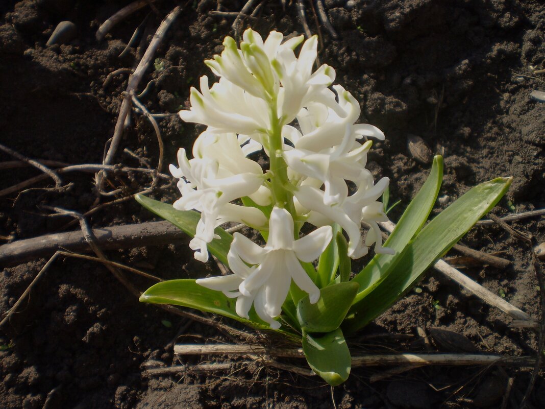 Весна. - Венера Чуйкова