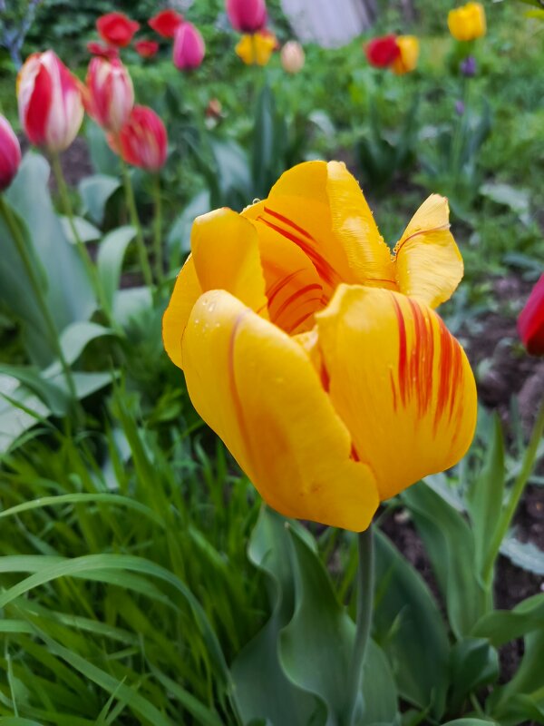 Жёлтый - Татьяна Пальчикова Жёлтый - Татьяна Пальчикова