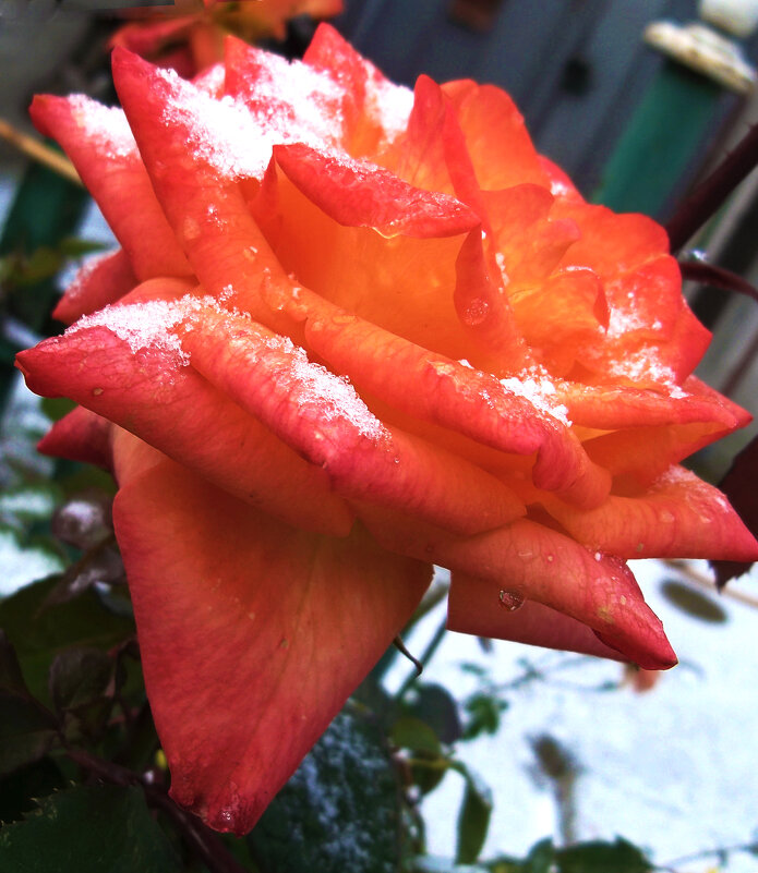 Капризы природы - Валентин Семчишин Капризы природы - Валентин Семчишин