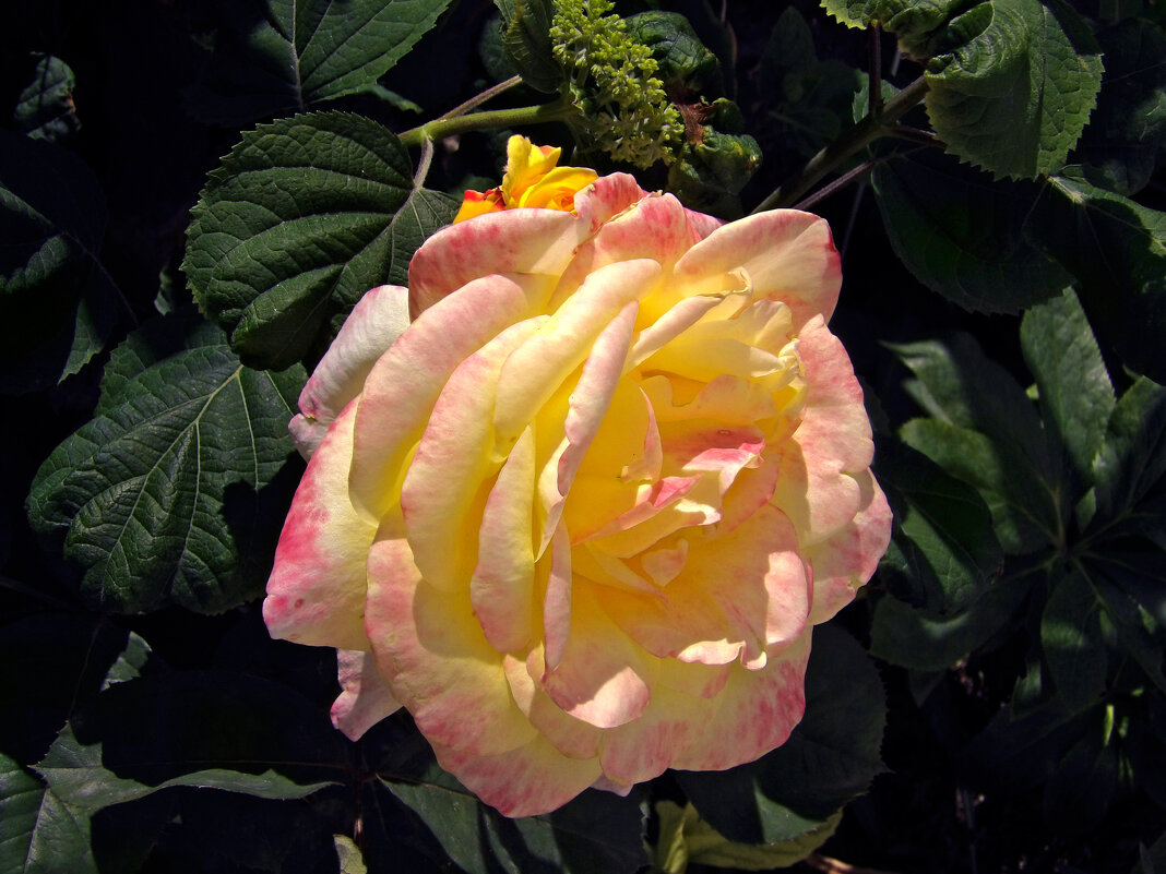 Глория  Дей - Валентин Семчишин