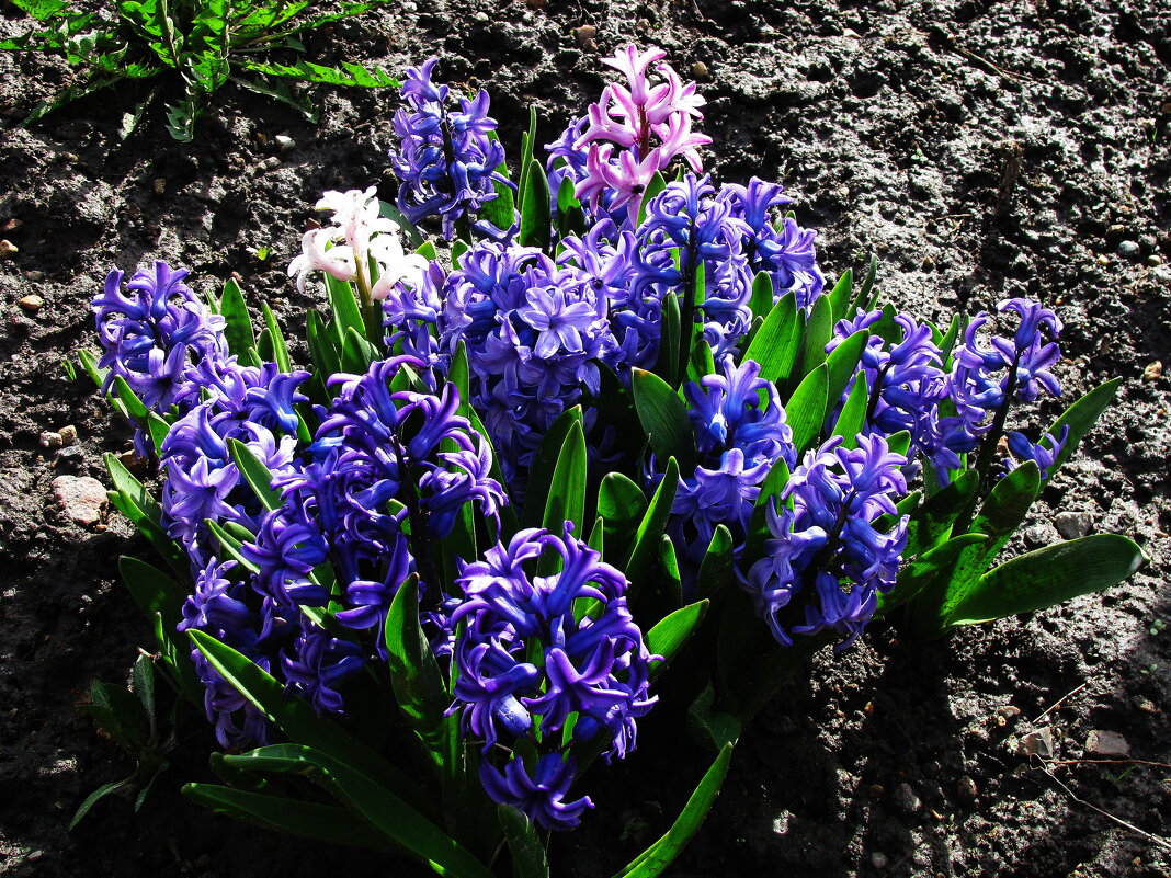 Букет в саду - Людмила Смородинская Букет в саду - Людмила Смородинская