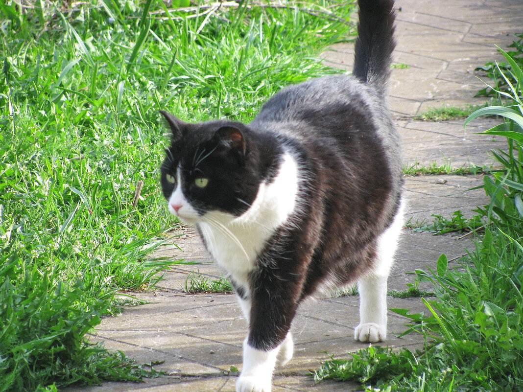 Гуляет по саду - Людмила Смородинская Гуляет по саду - Людмила Смородинская