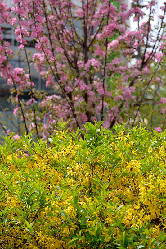 Краски весны - Сеня Белгородский