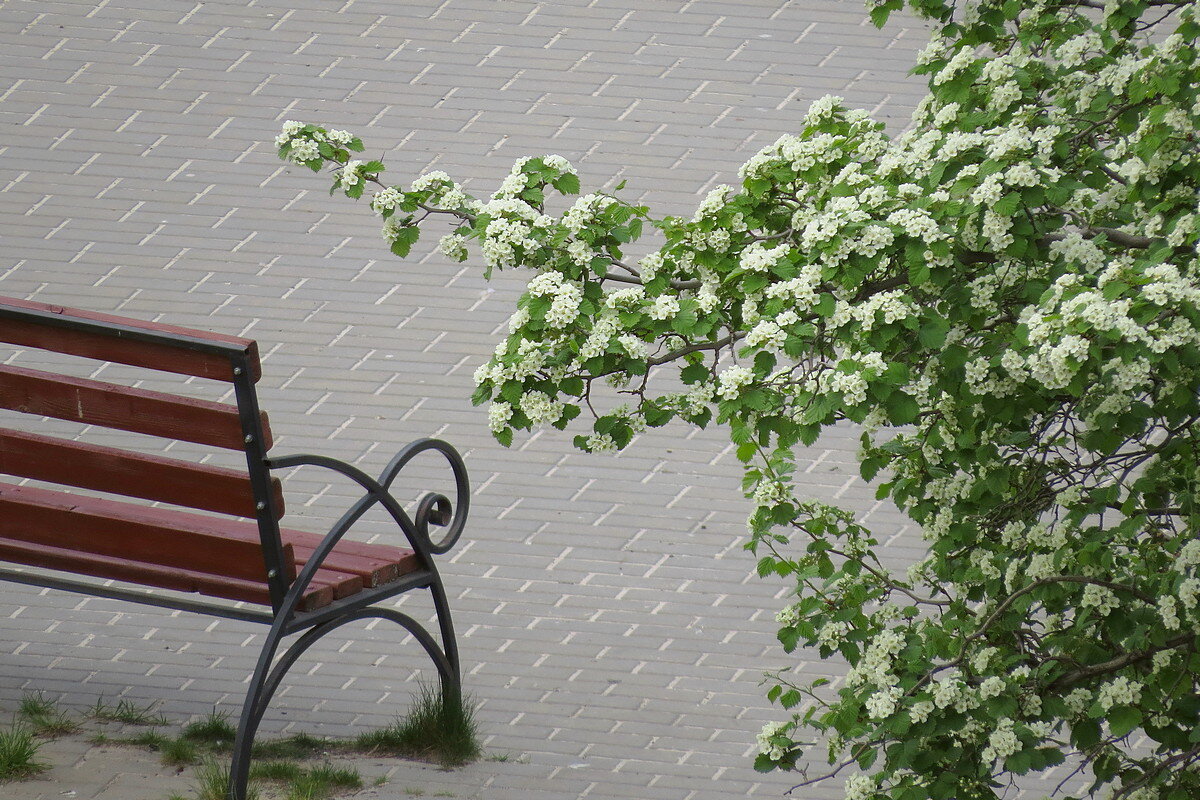 Зацвёл Боярышник - Сеня Белгородский