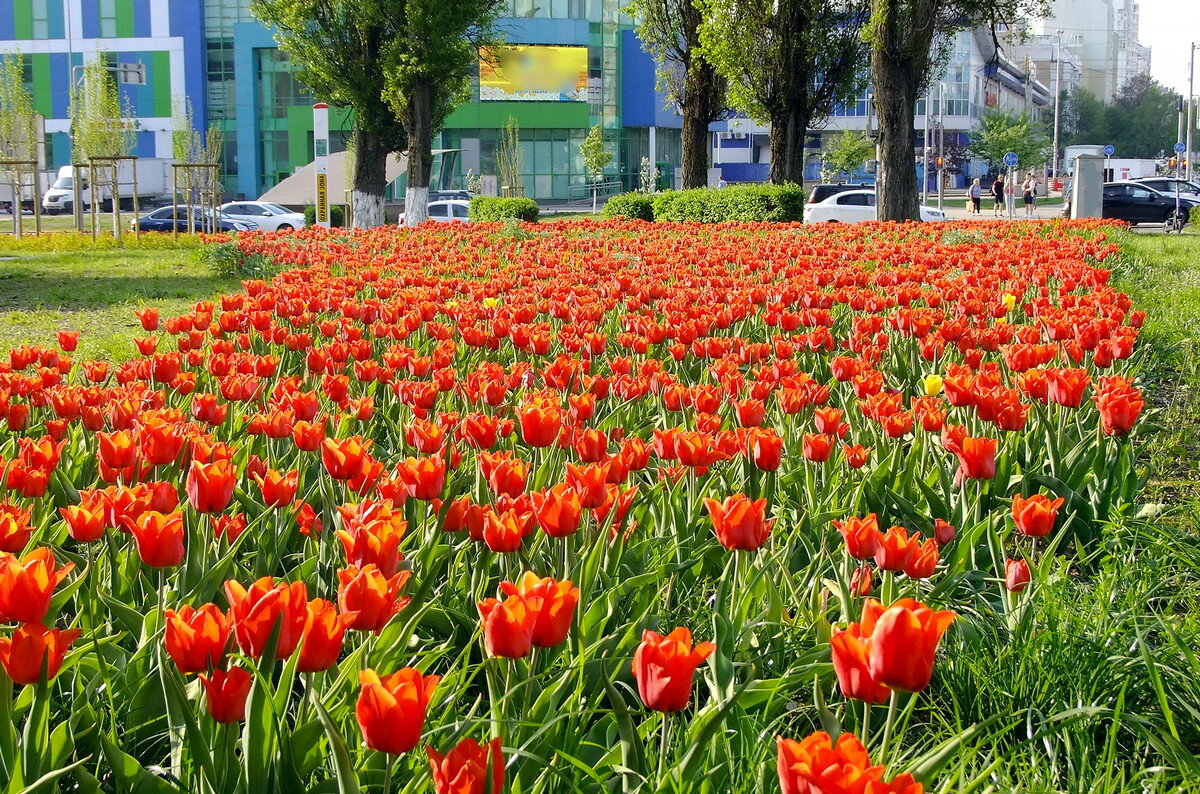 На улицах Белгорода - Фёдор Меркурьев