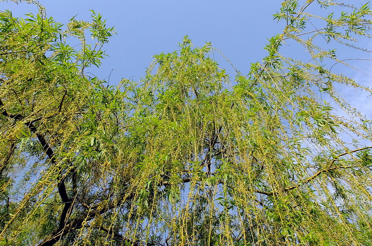 Струи Ивы - Фёдор Меркурьев Струи Ивы - Фёдор Меркурьев