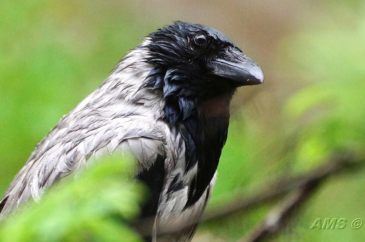 Ларочка - kolyeretka 