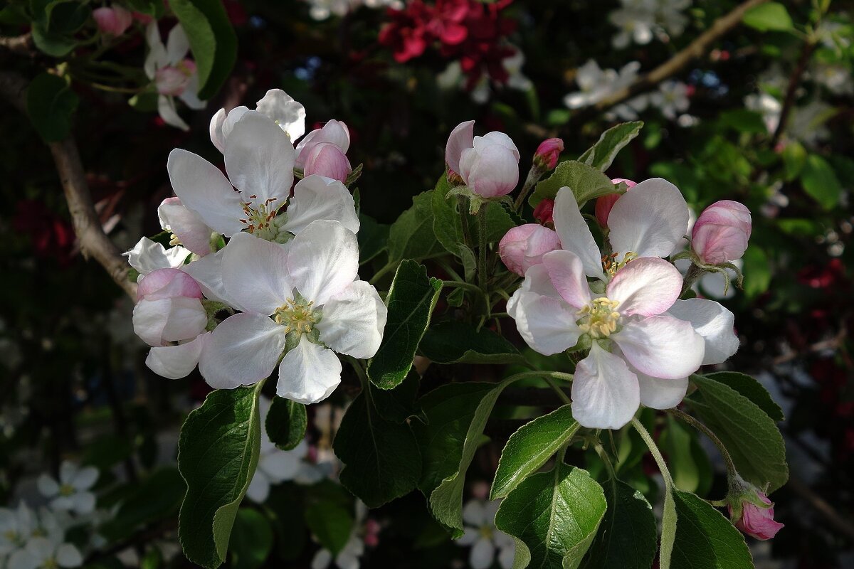 Цветет яблоня - Рита Симонова