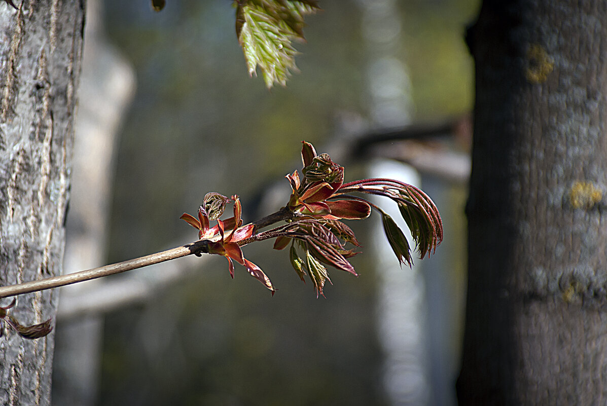 Кленовый цвет - Владимир Кроливец Кленовый цвет - Владимир Кроливец