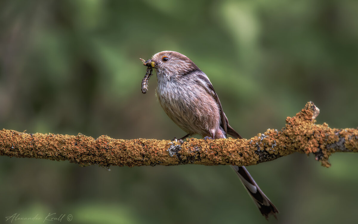 Все лучшее - детям! - Александр К.