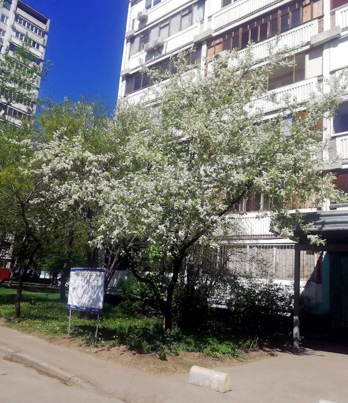 Черёмуха у дома. - Ольга Довженко