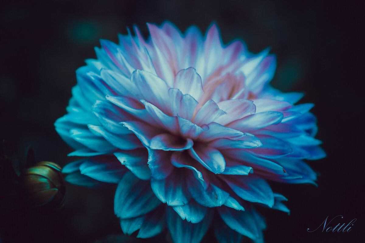 Георгина - Варвара Высоцкая