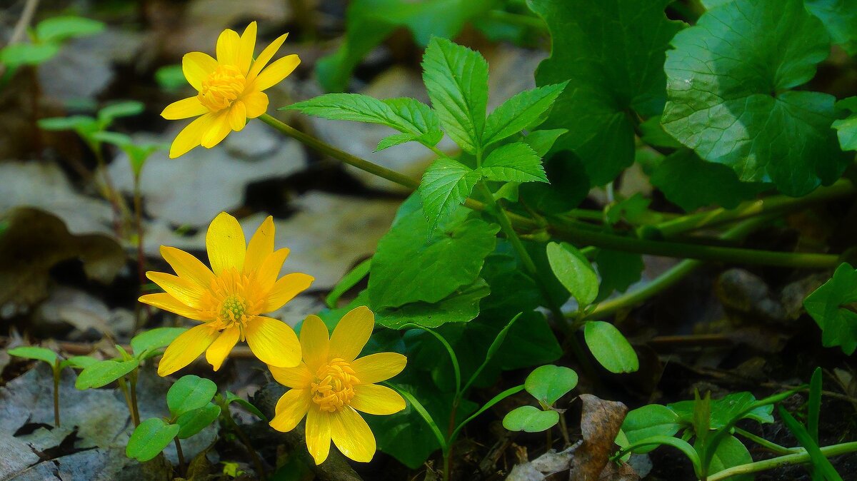 Первоцветы - Наталья Лакомова Первоцветы - Наталья Лакомова