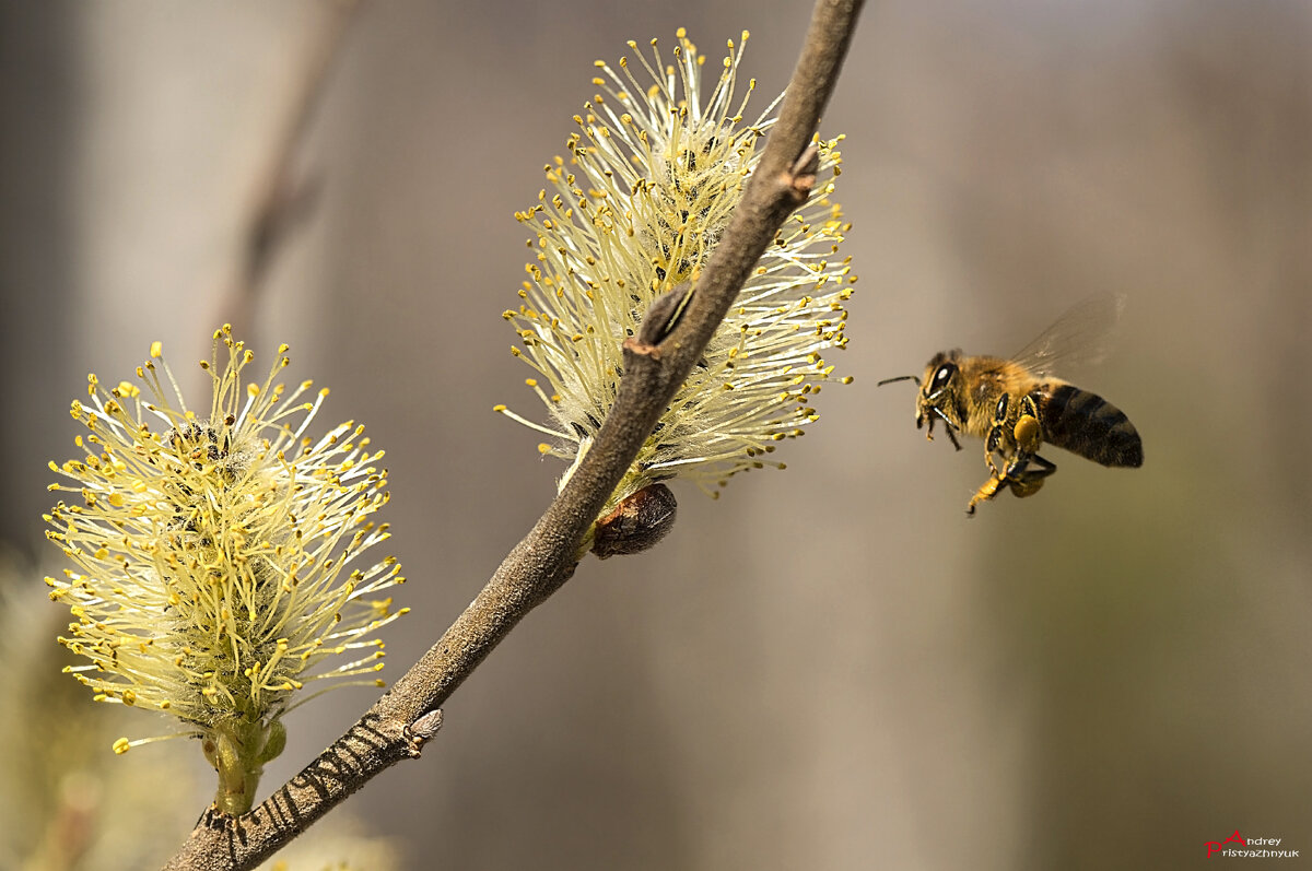 За нектаром... - Андрей Пристяжнюк За нектаром... - Андрей Пристяжнюк