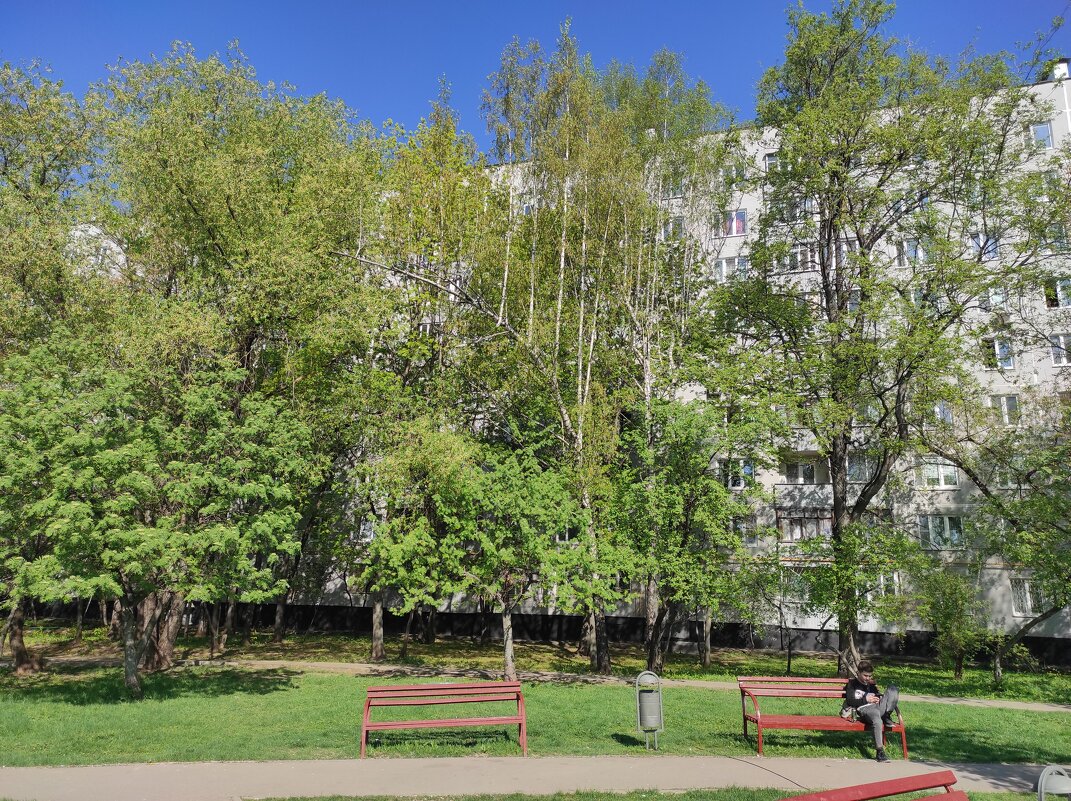 Тянутся к солнцу - Игорь Ч. Тянутся к солнцу - Игорь Ч.