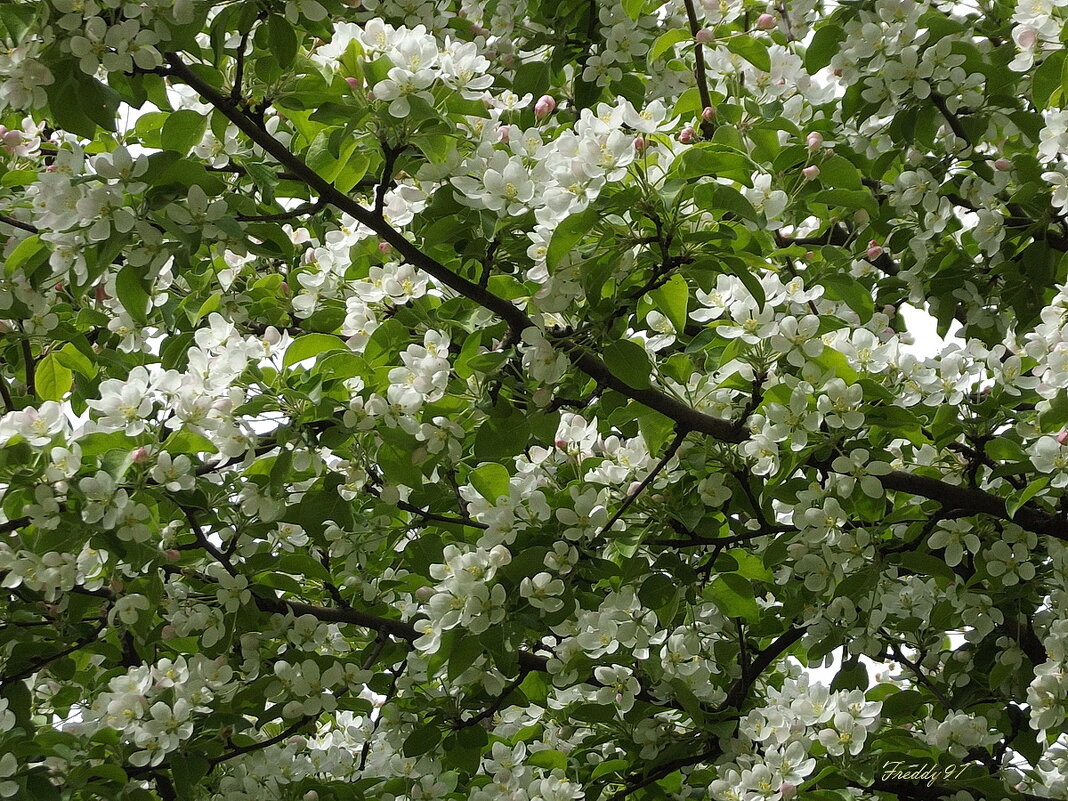 Цветение яблони... - Freddy 97