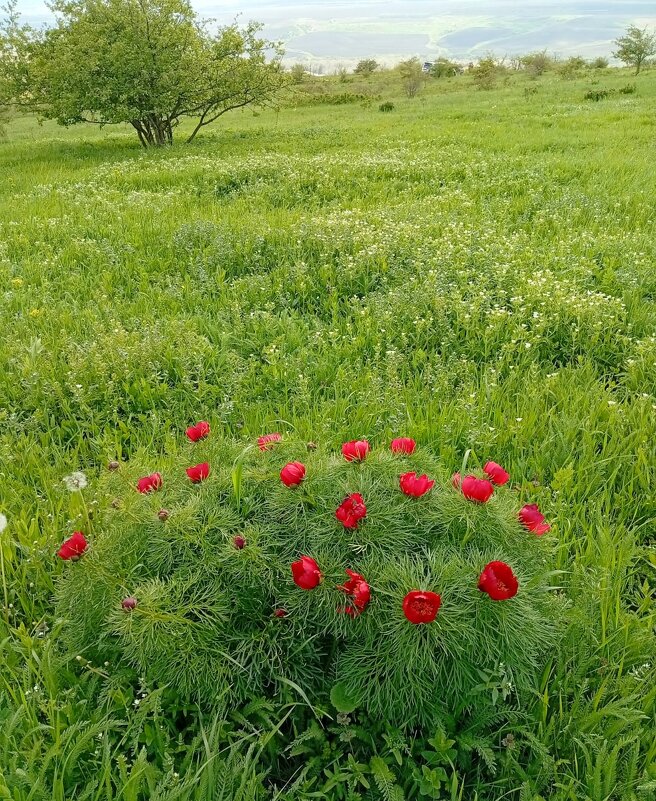Кавминводы... на Лысой горе... - Нина Бутко
