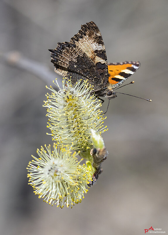 За вкусненьким.. - Андрей Пристяжнюк