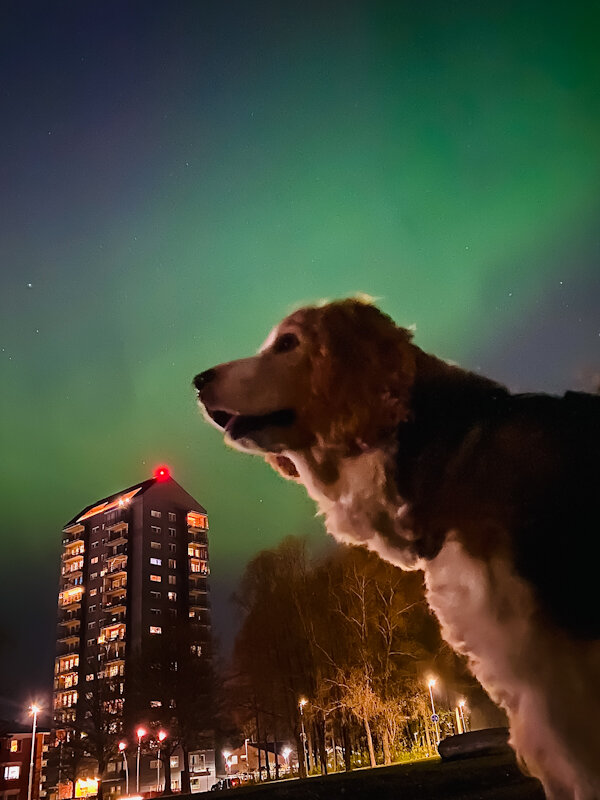 Робин в отпуске - liudmila drake