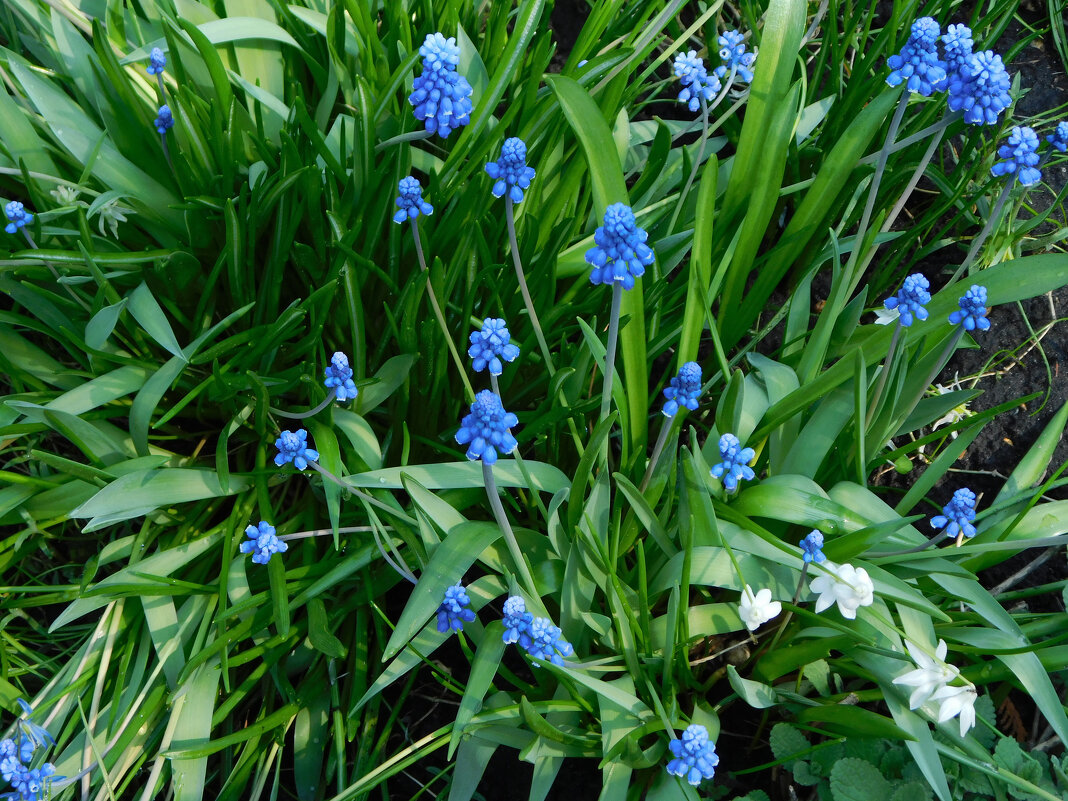 Гадючий лук, мышиный гиацинт, мускари - Наиля 