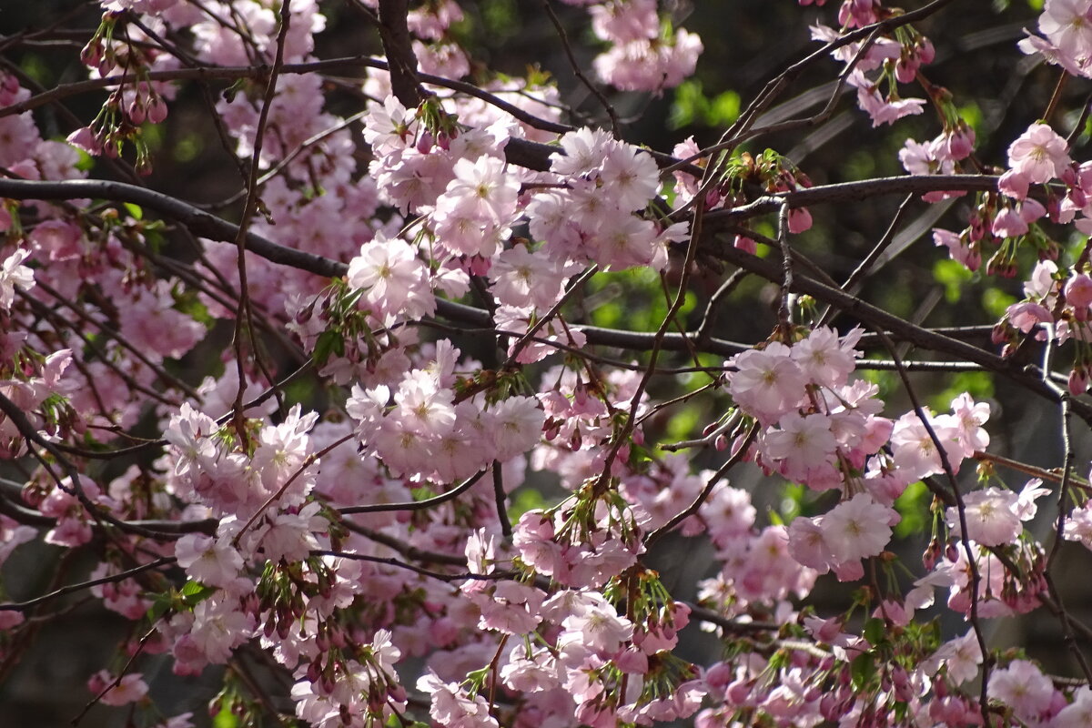 Сакура еще цветет - Anna-Sabina Anna-Sabina Сакура еще цветет - Anna-Sabina Anna-Sabina