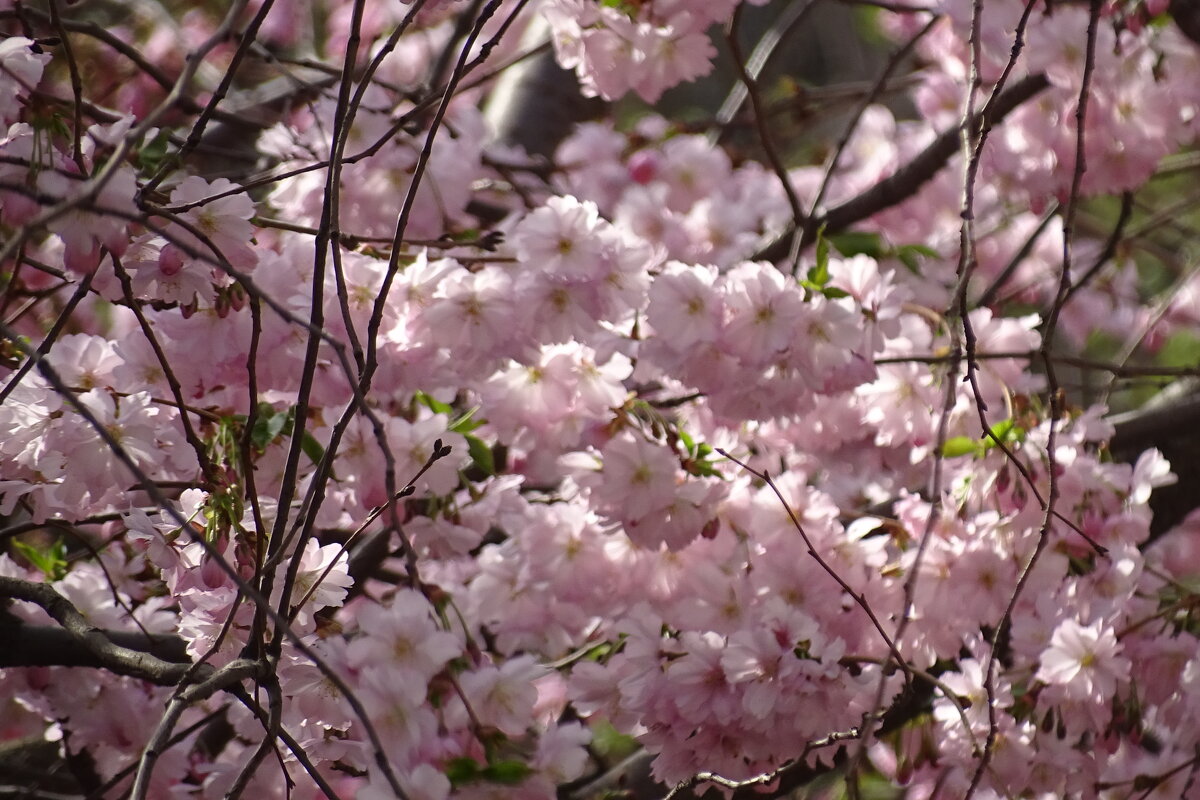 их много и они красивые - Anna-Sabina Anna-Sabina