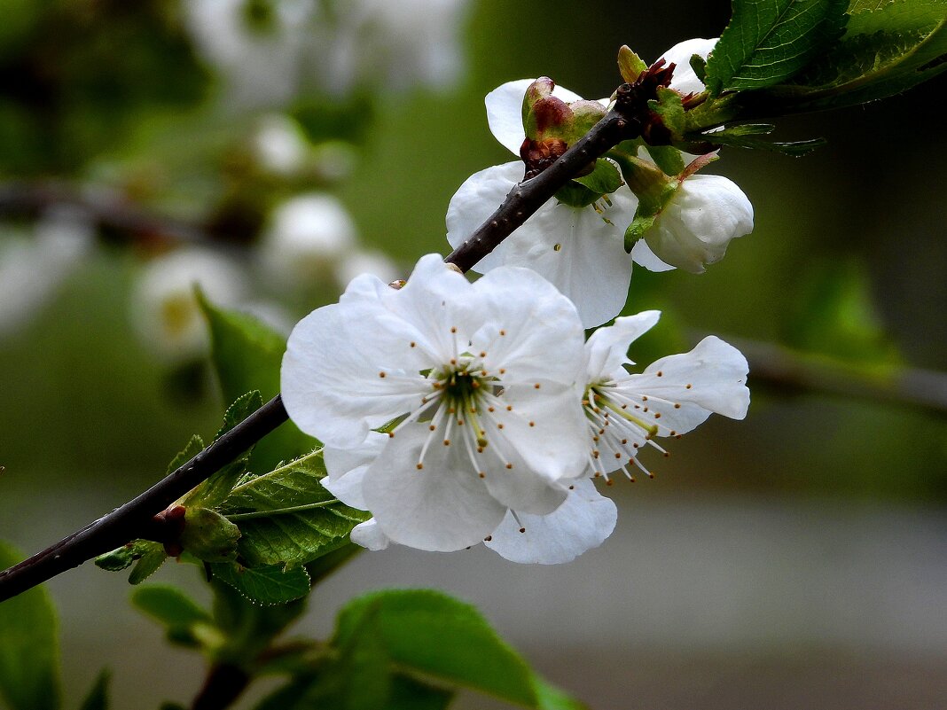 *** - Леонид leo *** - Леонид leo