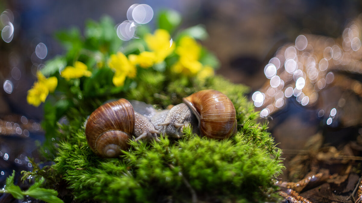 Встреча - sorovey Sol Встреча - sorovey Sol