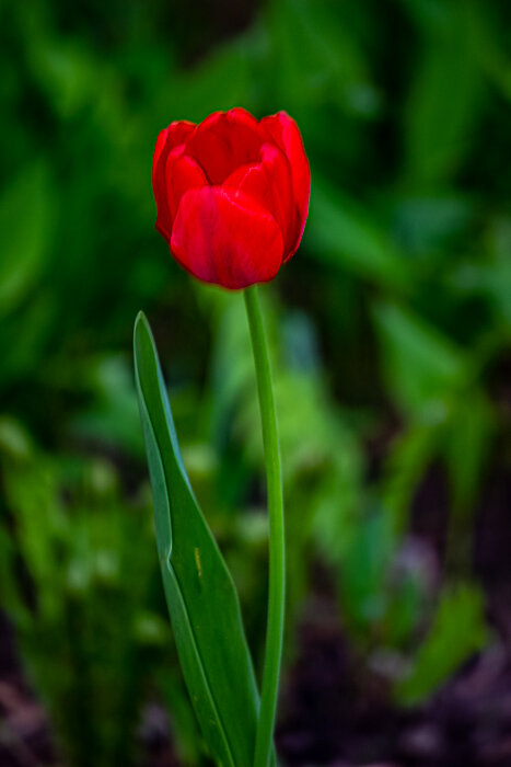 Тюльпан - Светлана SvetNika17