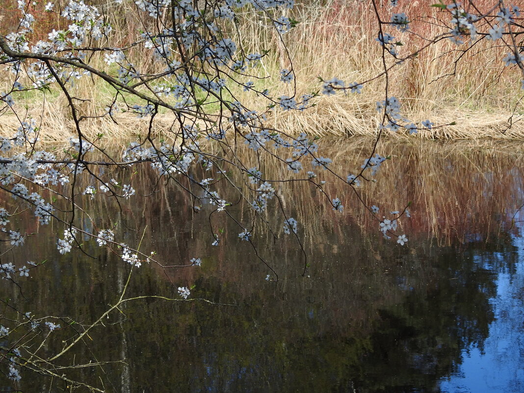 весна - ИННА ПОРОХОВА