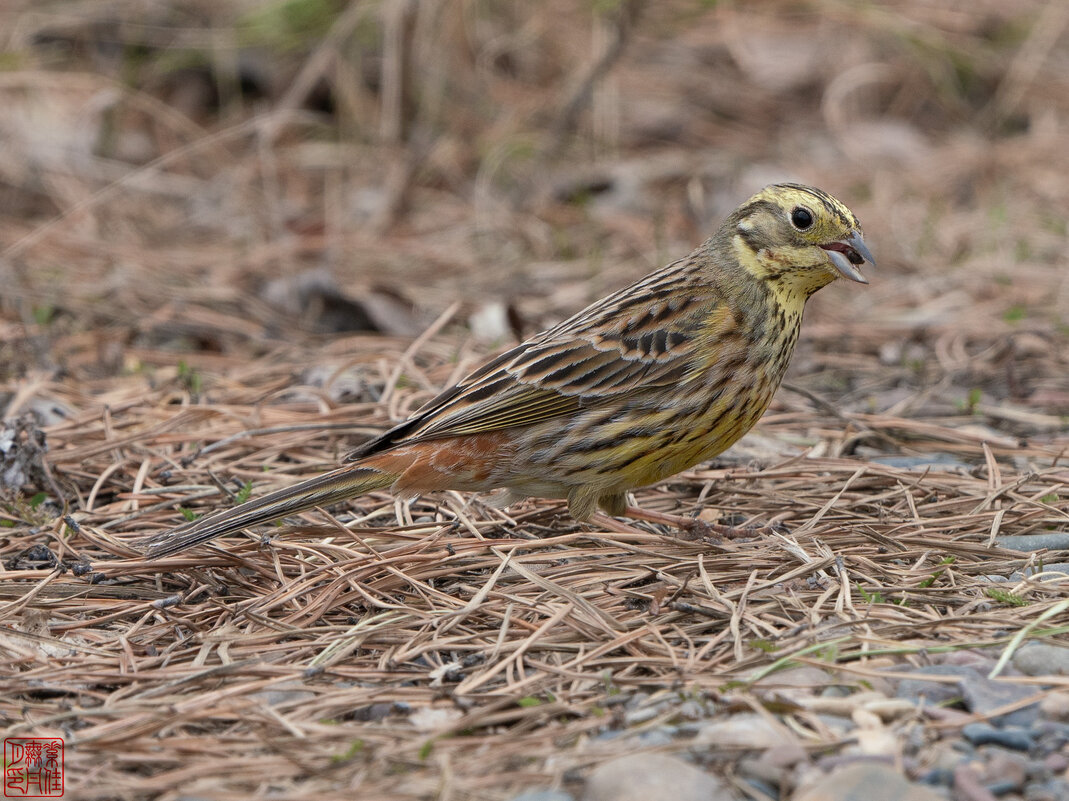 Овсянка, сэр - Станислав С.