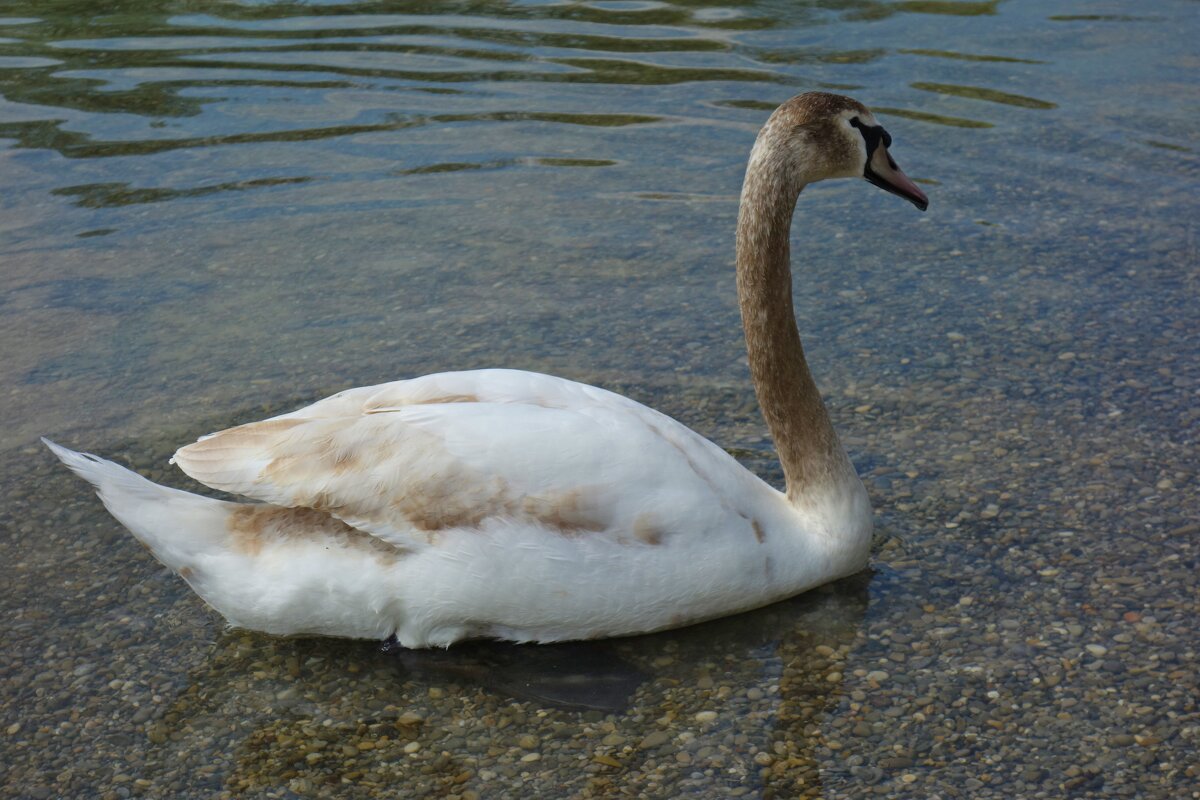 .... - Галина .... - Галина