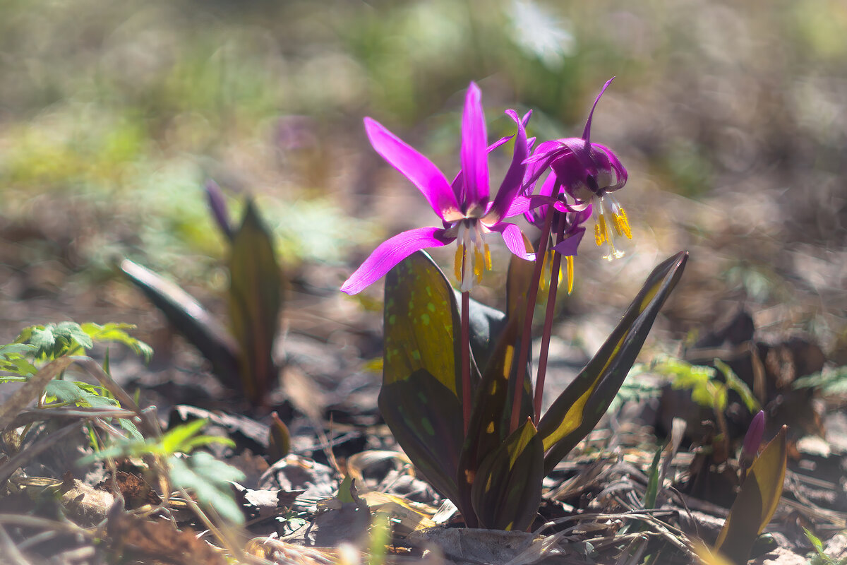 Пробуждение - Марина Юдинских Пробуждение - Марина Юдинских
