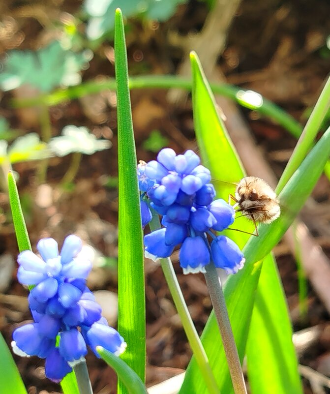 интересный охотник за нектаром - светлана льдокова интересный охотник за нектаром - светлана льдокова
