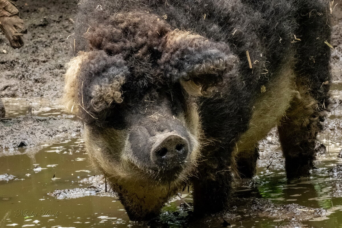 Мангалица... - Николай Гирш
