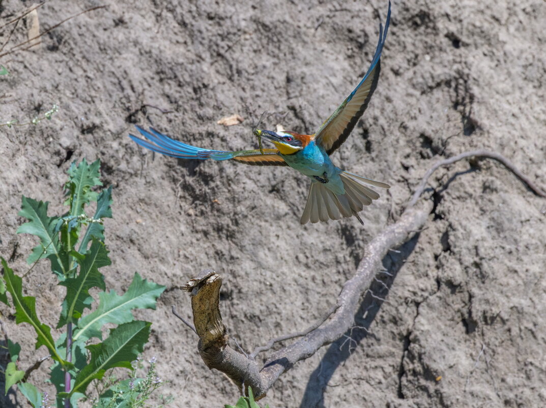 золотистые щурки. - юрий макаров