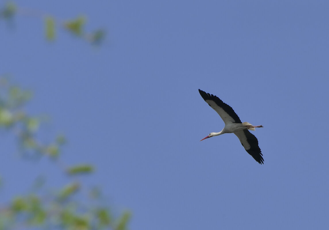 природа апреля 13 - Александр Прокудин