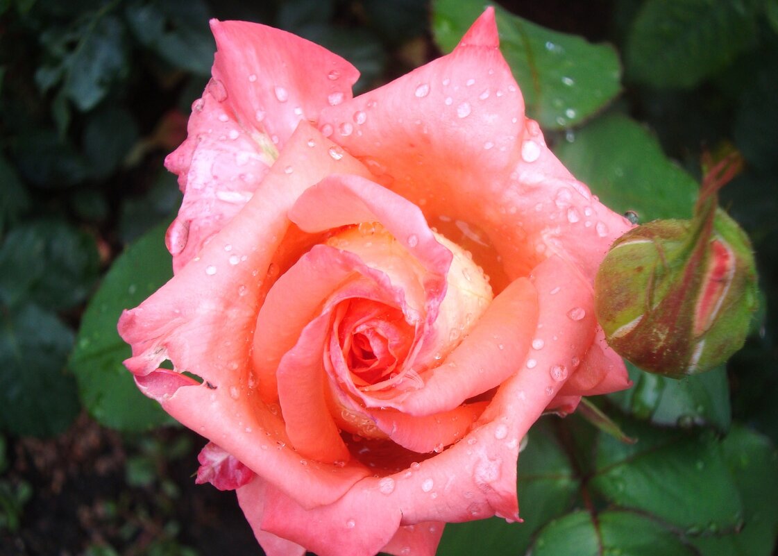 роза - марта Камушкина