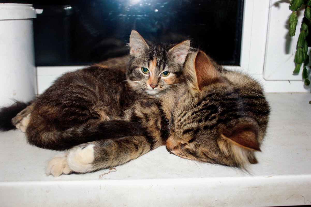 Папа с лапушкой дочкой - Сергей Кочнев