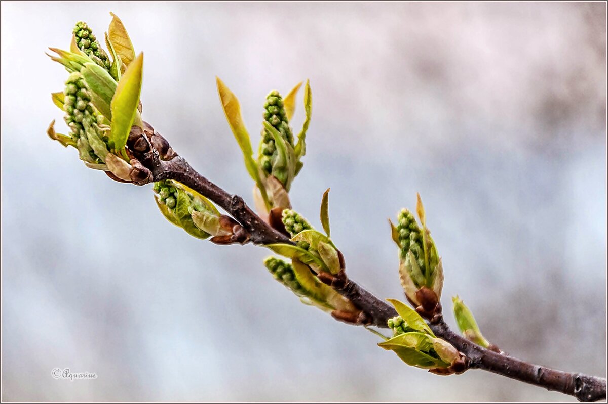 Неторопливая весна... - Aquarius - Сергей