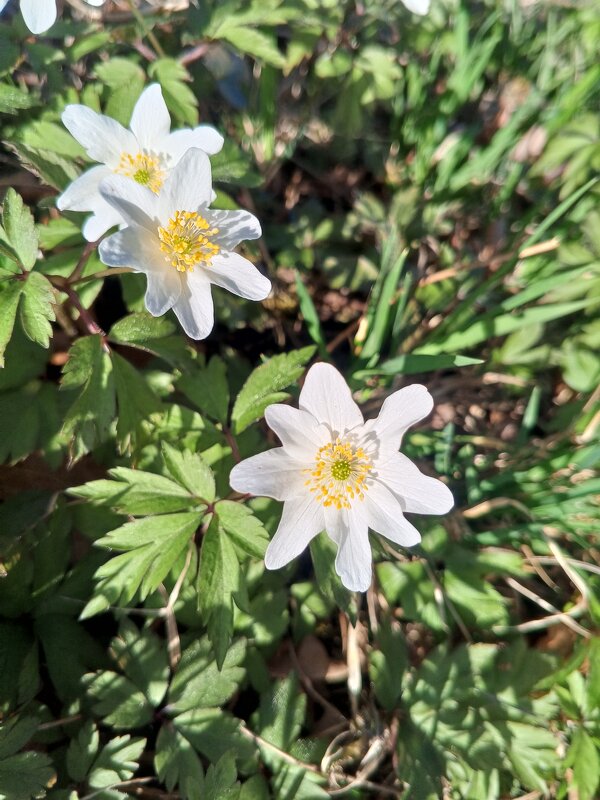 Ветреница - Сапсан 