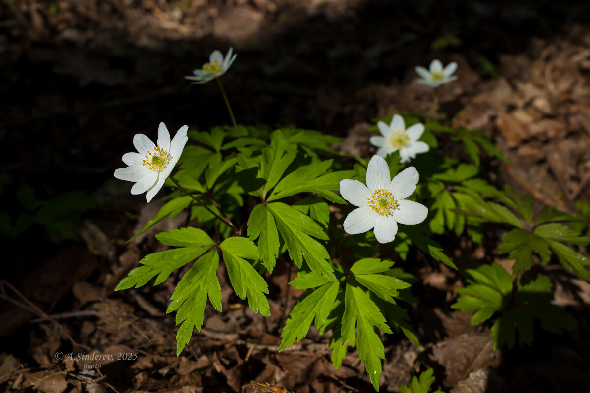 Ветреница - Александр Синдерёв Ветреница - Александр Синдерёв